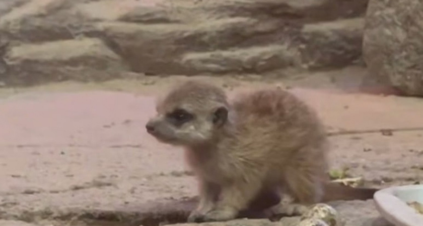 В Калининградском зоопарке сурикаты снова принесли потомство — в группе уже восемь