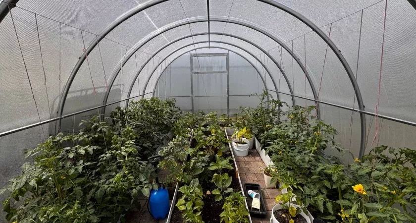 Капуста, которая не вымерзает: в Калининградской области испытывают сорт «Тундра» - зимует под снегом и дозревает к весне