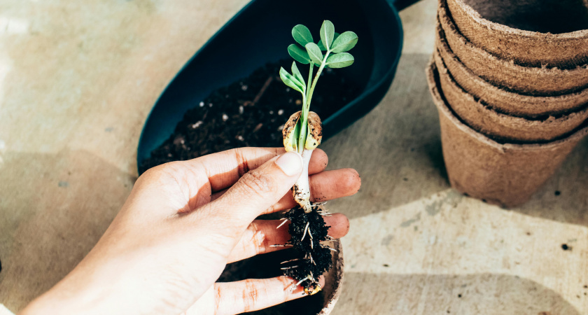 Пикировать или нет? Какие растения это обожают, а какие «умирают» после пересадки - как не погубить рассаду