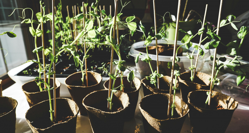 Лунный календарь на вторую половину февраля 2026: в эти дни рассада взойдет крепкой и мощной