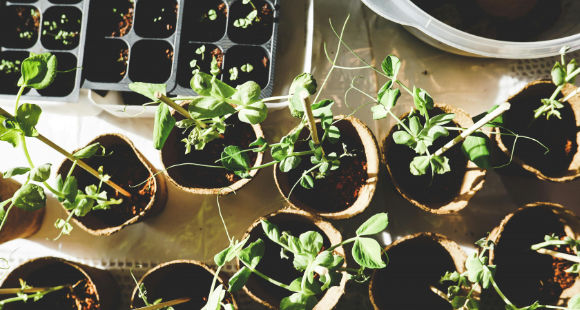 Секрет мощной рассады раскрыт: во что сажать томаты и перцы, чтобы урожай вырос вдвое
