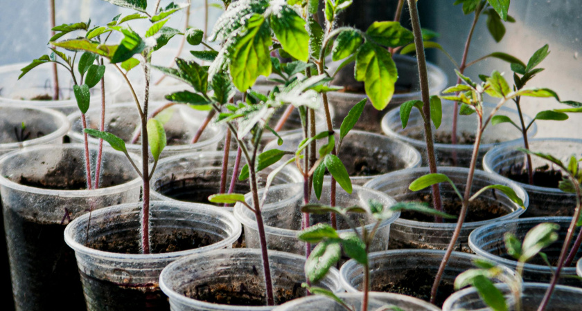 Дренаж для рассады: как сделать корням «дыхалку» и вырастить крепкие растения