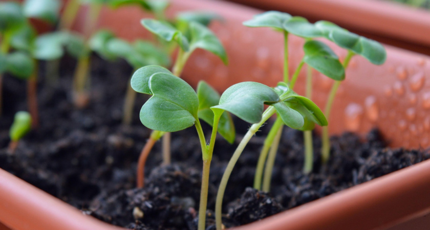 Рассада в капкане: как снять «шапочку» с ростка и спасти всходы рассады - простое решение от специалистов