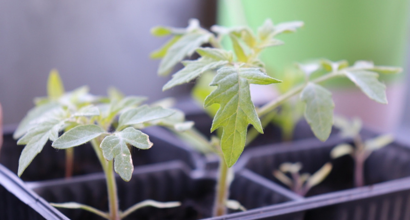 Подогрев почвы для рассады: ускоряем всходы без риска для растений - кому подойдет