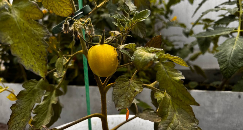 5 неприхотливых сортов томатов для ленивого огорода: растут без теплицы и пасынкования