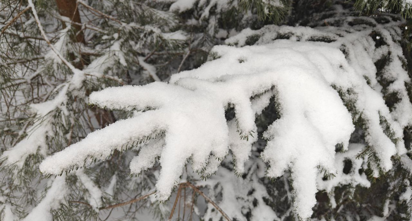 Калининград накрывает снегом: к пятнице сугробы подрастут, а в выходные — оттепель