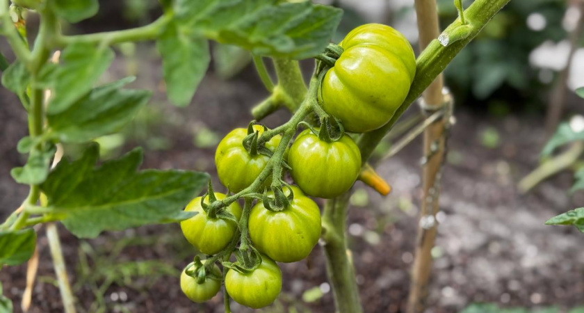 9 ошибок при выращивании томатов в теплице, о которых важно знать уже в конце февраля