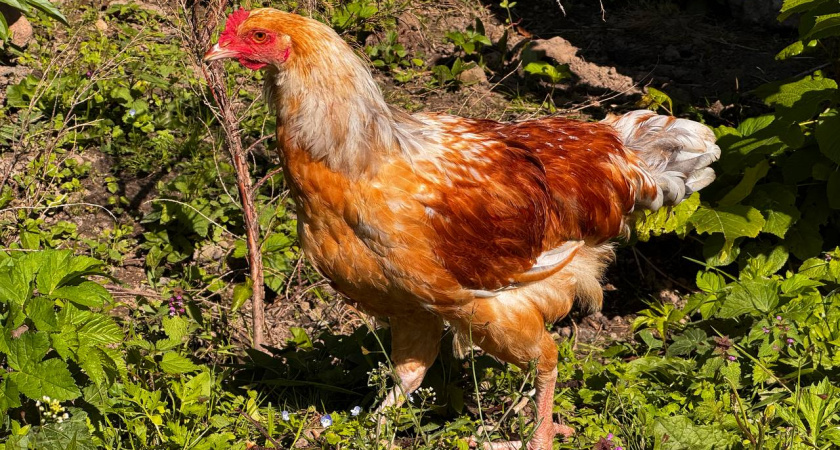 Под Славском построят гигантскую птицефабрику за 4,4 миллиарда: 21 птичник и собственный комбикормовый завод