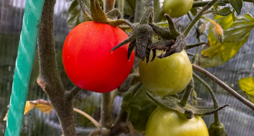 Думала, сладкие помидоры — миф, пока не сняла по 20 кг с одного куста: 1 сорт, который сажаю уже 8 сезон