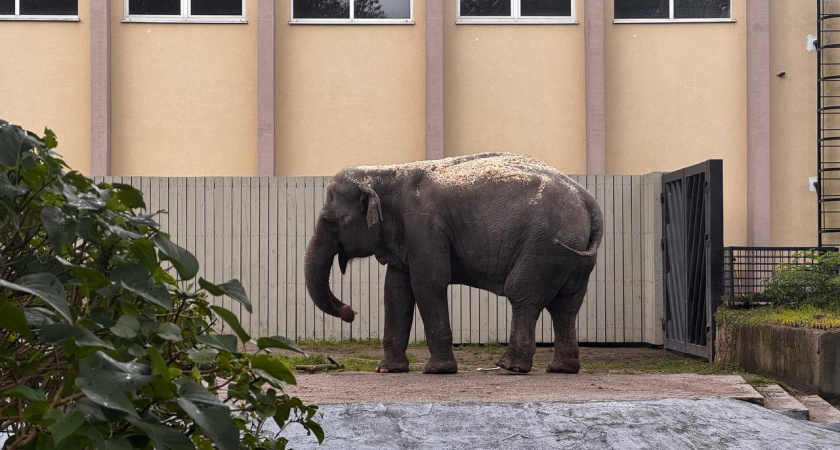 В Калининградском зоопарке отреставрируют старинное здание администрации — бывший кафе-театр и слоновник