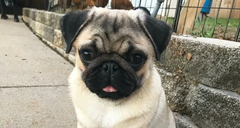 Купила «призрак» мопса: калининградка лишилась сбережений, пока выбирала щенка в интернете — подробности дела