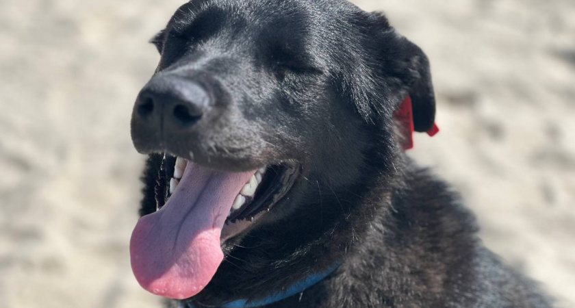 Оставил собаку без намордника — заплатил 150 тысяч: в Черняховске хозяина, пес которого напал на ребенка, привлекли к суду