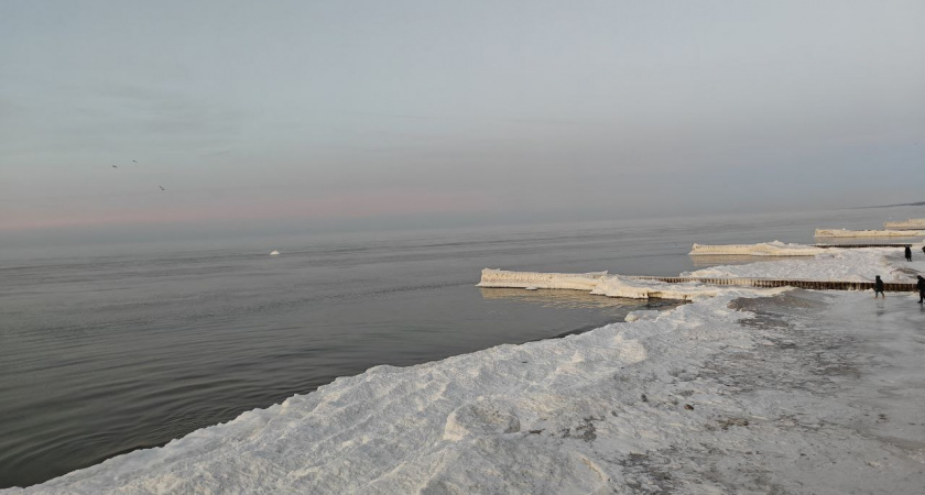 Скандал в Зеленоградске: музей филинов и сов остался без лицензии после серьезной проверки