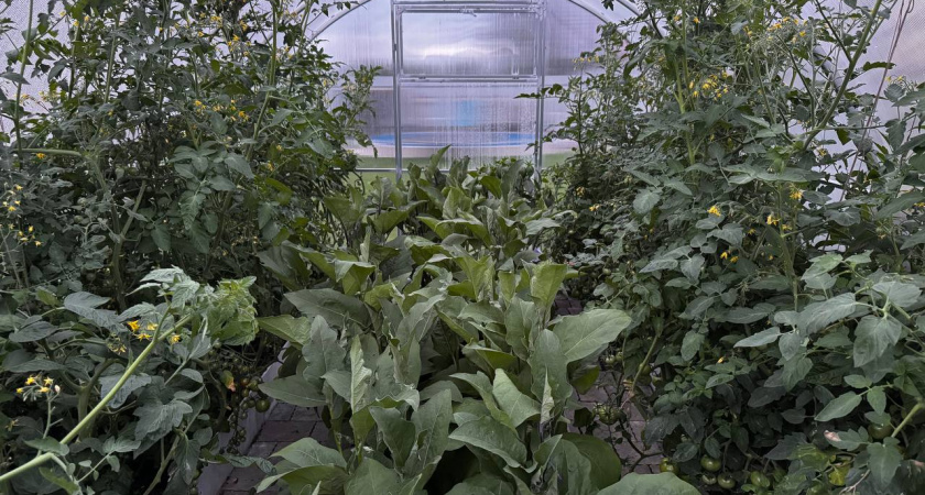 Сую старые капроновые колготки под каждый куст перца - муж смеется, а урожаю завидует вся деревня