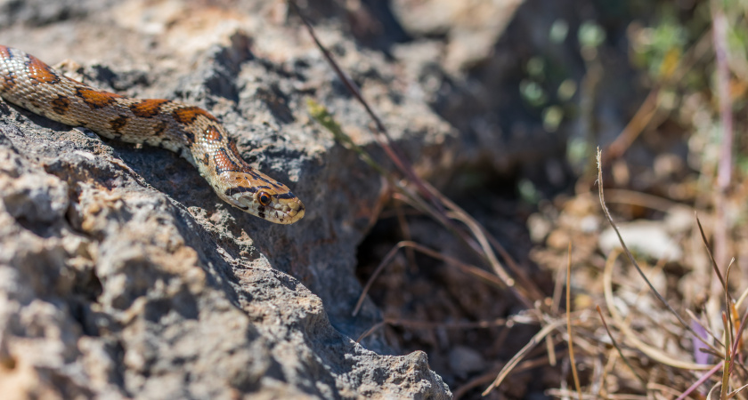"Очень-очень плохо, змеи везде. Негативно, отвратительно": Абхазия стала главным разочарованием для туристки - честный отзыв