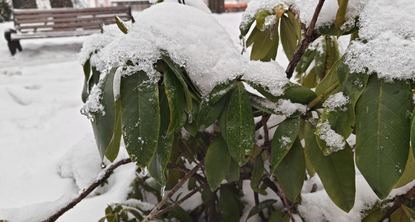 Калининградскую область ждут температурные качели: от -6°С ночью до +7°С днём