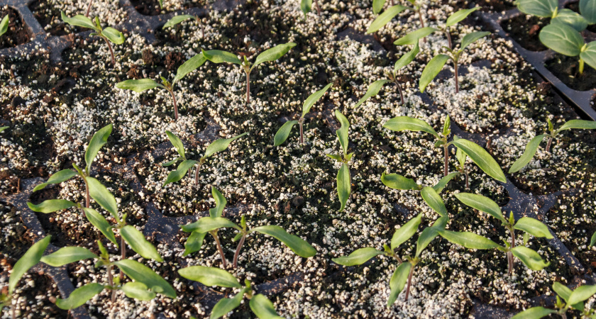 От этих действий рассада гибнет ещё зимой: ошибки, из-за которых огород остаётся без урожая - белорусский агроном рассказала когда сеять и ч