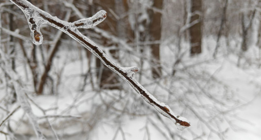 В Калининградскую область прорывается тепло из Африки — когда ждать