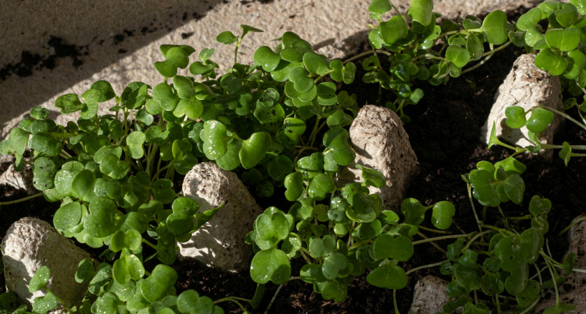 Грядки ждут лунного сигнала: лучшие дни для посадки и подготовительных работ в марте 2026 по Луне, чтобы получить максимум урожая