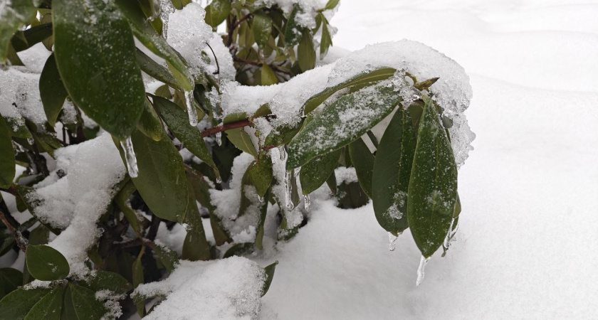 Когда в Калининградскую область придёт настоящее тепло — синоптики назвали дату