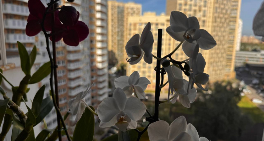 В Калининграде снежная вода затопила дом на Крымском проезде — добралась до фундамента и лифтов