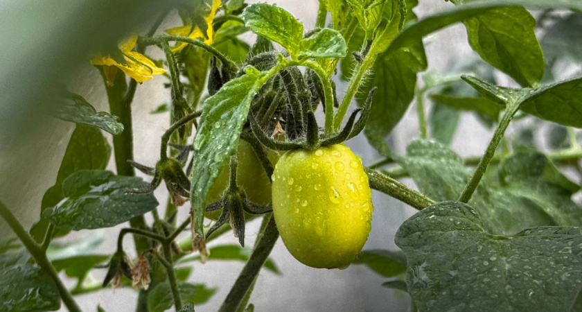 Не экспериментирую с сортами: этот томат 8 лет кормит меня крупными плодами по 500 г