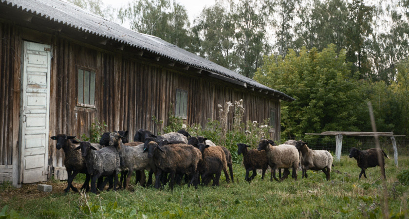 10 ошибок пенсионеров, которые живут в деревнях: из-за них пенсии не хватает даже на базовые расходы