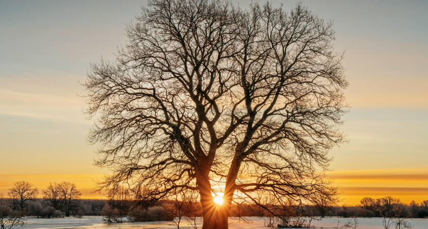 Не давай в долг и окликай звёзды: народные приметы на 28 февраля — Онисим Овчарник