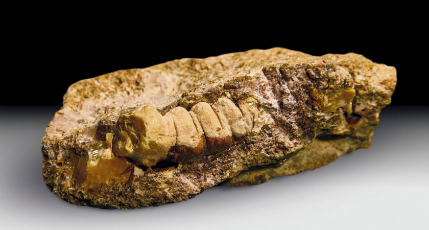 В Калининграде нашли янтарь, который в точности повторяет форму личинки древнего жука