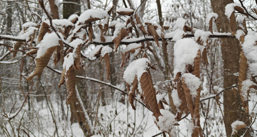 Погода в Калининградской области на субботу, 28 февраля: рекордное тепло до +14°С и туманы на побережье