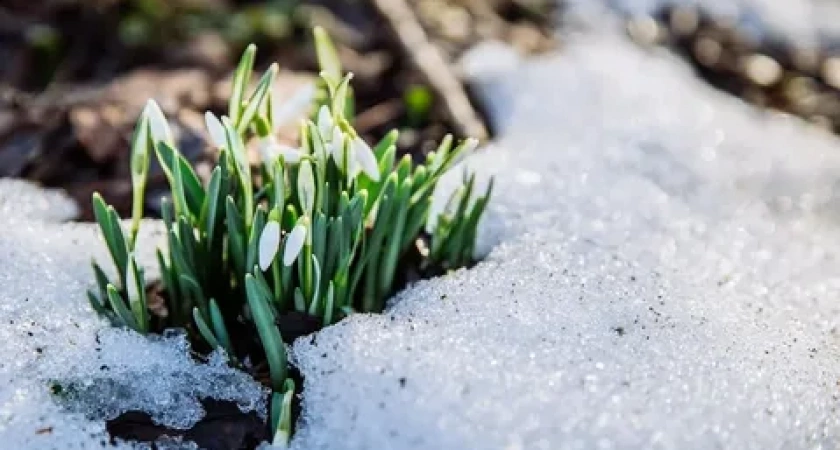 Весна набирает обороты: как изменятся температура и осадки в регионе в ближайшие дни