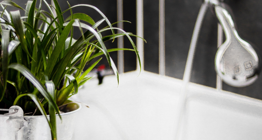Влажность им только в радость: 5 растений, которые приживутся даже в ванной
