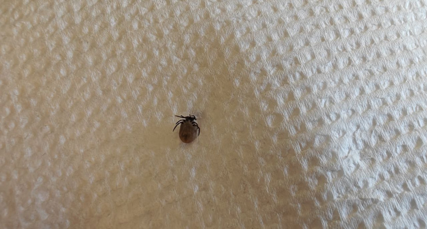 В Калининграде готовятся к сезону клещей: на обработку улиц выделили 7 миллионов