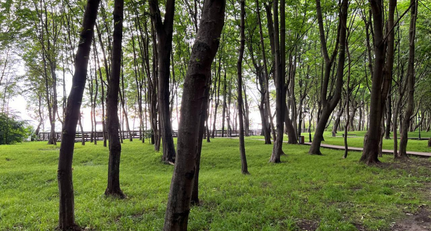 Спорткомплекс в Калининграде поплатился за небрежность: деревья лечили, но суд не простил