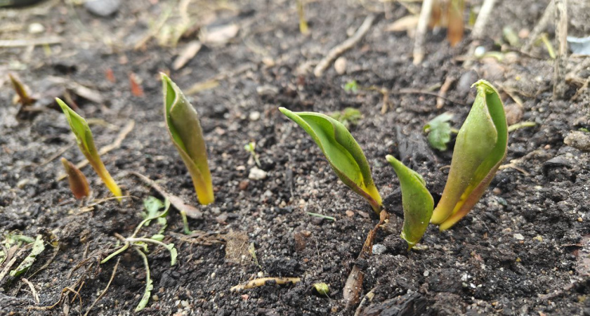 В Калининградской области весна набирает обороты: до +13°С и подснежники к концу недели
