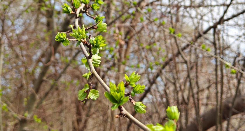 В Калининградскую область идёт азорский антициклон: до +13°С и первые цветы