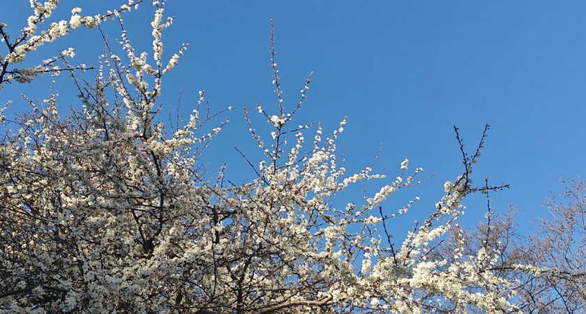 Калининградская область прощается с зимой: антициклон принесёт до +13°С и первые цветы