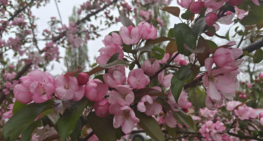 Аномальная жара летом 2026? Климатолог объяснила, стоит ли верить громким и страшным прогнозам