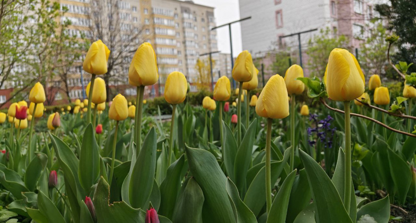 Калининградцы готовятся к длинным выходным: 16% возьмут отгулы и отпуска, чтобы продлить 8 Марта