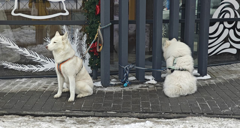 В Зеленоградском районе кане-корсо едва не вцепился в горло 10-летней девочке — отец отбил ребёнка, хозяйка скрылась
