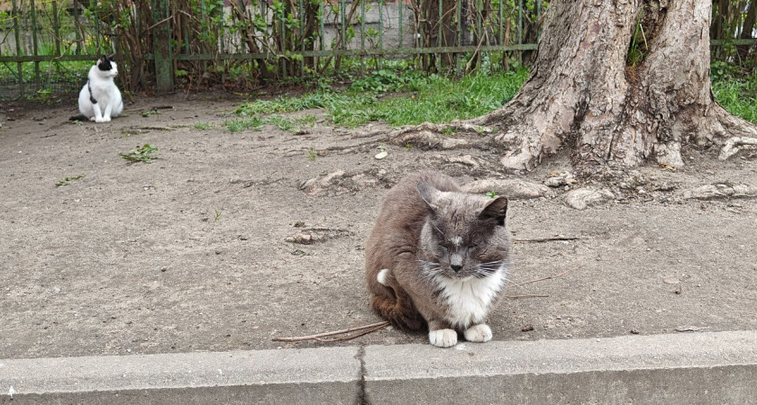 Калининградская область в плюсе: азорский антициклон принесёт до +15°С, а арктика обойдёт стороной