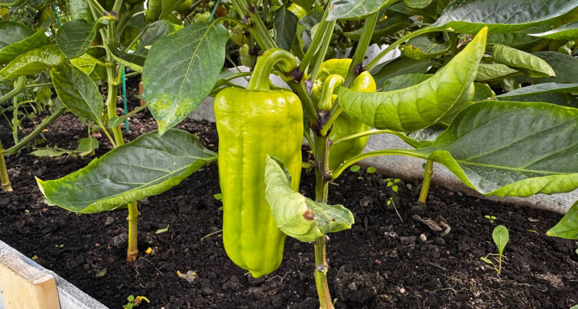 Крупные, сочные и толстостенные: названы лучшие ранние сорта сладкого перца, которые дают урожай уже через 80 дней