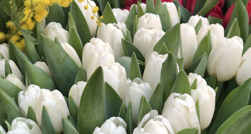 В Калининградскую область к 8 Марта завезли 3 миллиона цветов из Кении, Эквадора и Нидерландов