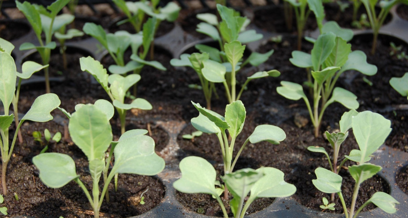 Янтарная кислота и «Фитоспорин» для рассады: как вырастить крепкие растения и не навредить