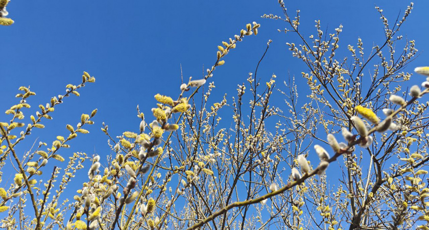 Калининградская область получит весенний «золотой билет»: синоптики обещают до +15°С и ни капли дождя