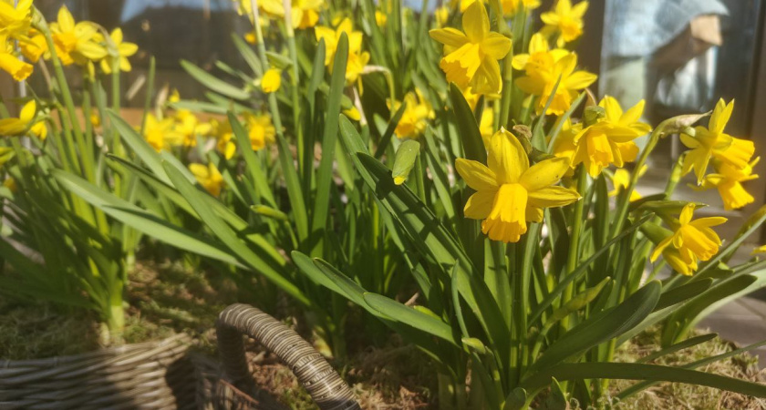 Калининградскую область ждёт «подарок» от природы: до +15°С и солнце на праздничных выходных