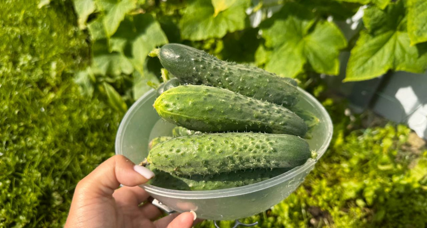 Всего 35 дней до урожая: сорт огурцов, который дачники называют настоящим кладом
