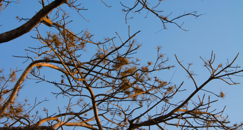 Не трогайте ветки деревьев, выходите на ветер: народные приметы и запреты на 6 марта — день Тимофея Весновея