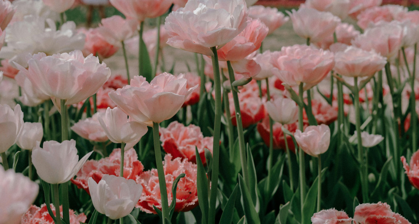 8 Марта без штампов: 100+ красивых поздравлений с праздником весны - тогательные, смешные и неожиданные слова для любимых, родных и коллег