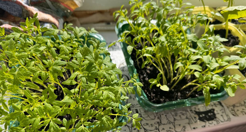 Беру золу с бананом и удобряю этой "чудо-смесью" рассаду в марте: важны пропорции - не сеянцы, а мощные баобабы